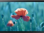 Samsung QB24R-TB Smart Signage Touch Display 60,45 cm 23,8 Zoll