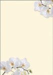 SIGEL White Orchid Motivpapier DIN A4 90 g/m²