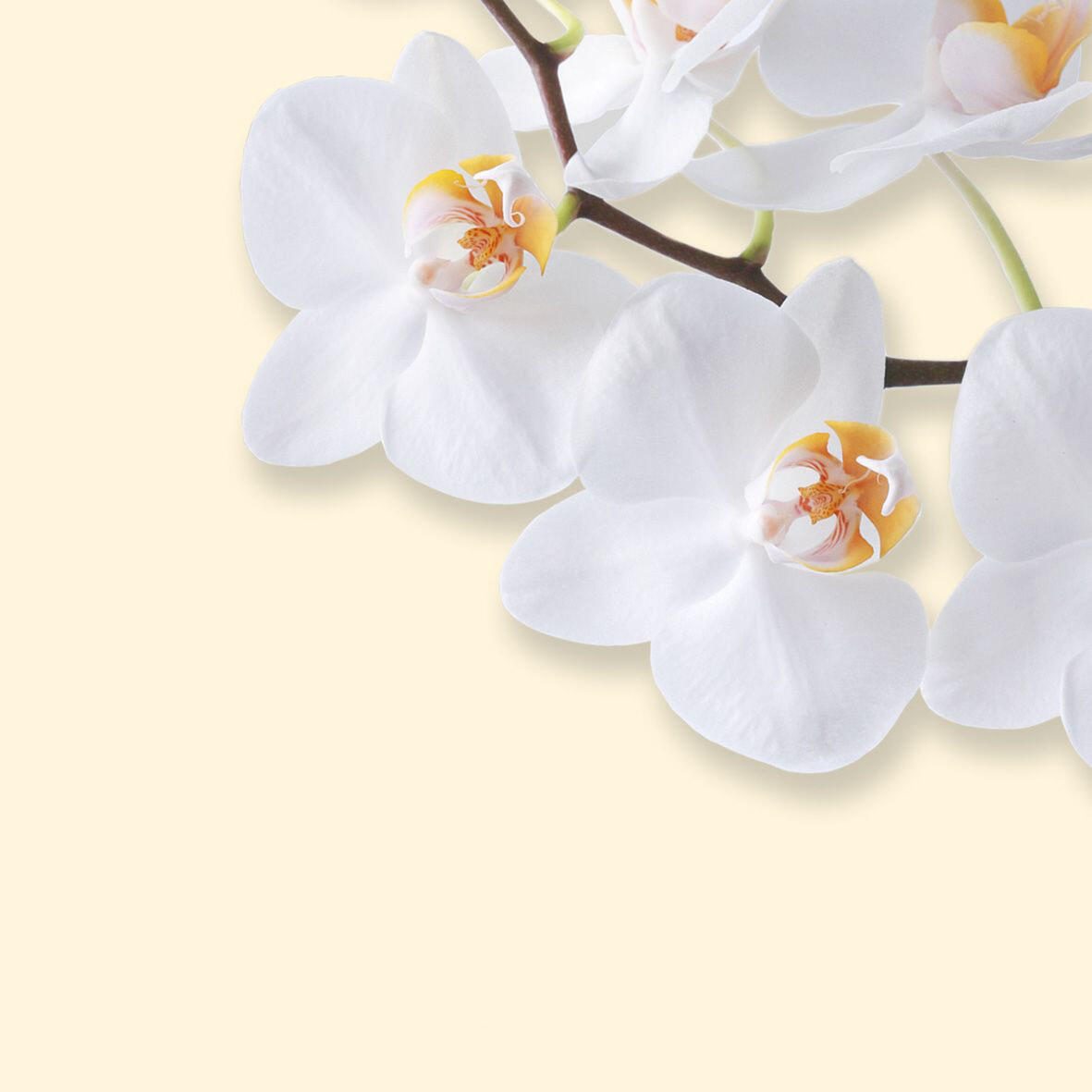 SIGEL White Orchid Motivpapier DIN A4 90 g/m²