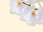SIGEL White Orchid Motivpapier DIN A4 90 g/m²