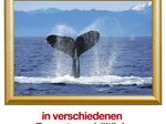 Showdown® Displays Klapprahmen 24,1 x 32,8 cm gold