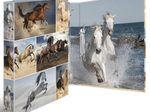 HERMA Ringbuch 2-Ringe DIN A4 3.5 cm Motiv