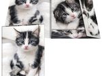 RNK-Verlag Zeichenmappe A3 Katze