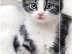 RNK-Verlag Zeichenmappe A3 Katze