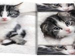 RNK-Verlag Zeichenmappe A3 Katze