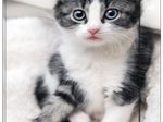 RNK-Verlag Zeichenmappe A3 Katze