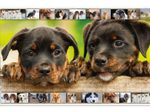 HERMA Schreibtischunterlagen 55,0 x 35,0 cm Hunde