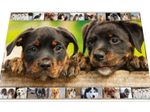 HERMA Schreibtischunterlagen 55,0 x 35,0 cm Hunde
