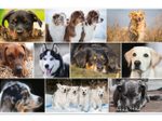 HERMA Schreibtischunterlagen 55,0 x 35,0 cm Hunde