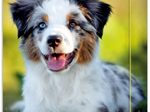 RNK-Verlag Zeichenmappe A3 Hund