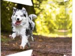RNK-Verlag Zeichenmappe A3 Hund