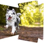 RNK-Verlag Zeichenmappe A3 Hund