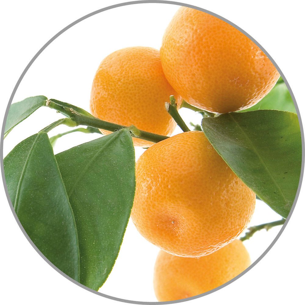 medisana Duftöl Orange 10,0 ml