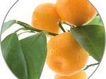 medisana Duftöl Orange 10,0 ml