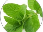 medisana Duftöl Pefferminze 10,0 ml