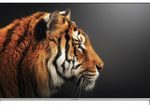 STRONG SRT50UF8733 Smart-TV 125,7 cm (49,5 Zoll)