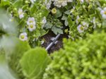 GARDENA Rohrhalter Micro-Drip-System 4,6 mm (3/16“)