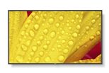 NEC MultiSync M431-2 Digital Signage Display 108 cm 43 Zoll