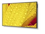 NEC MultiSync M431-2 Digital Signage Display 108 cm 43 Zoll