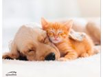Speedlink SILK Mauspad, Hund & Katze