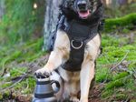 Milu 3-in-1 Hunde-Isolier-Trinkflasche