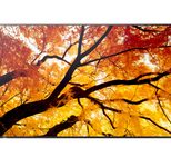 Sharp MultiSync M432 Digital Signage Display 108 cm 42,5 Zoll