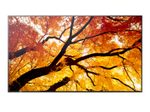 Sharp MultiSync M982 Digital Signage Display 247,7 cm 98 Zoll