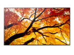 Sharp M862 Digital Signage Display 217,2 cm 86 Zoll